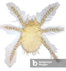 Image result for Trombicula autumnalis