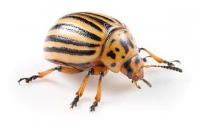 5 steps for controlling potato beetles. Controlling Colorado Potato Beetles