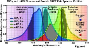 confocal microscopy the fluorescent protein color palette