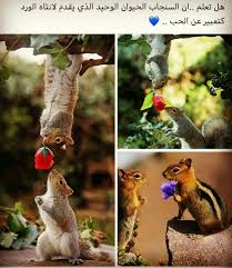 Pin By متفرقات Jucassis On I Like It Christmas Ornaments Holiday Novelty Christmas