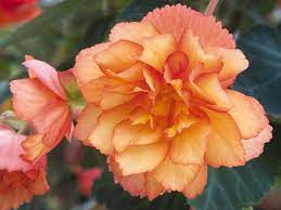 Begonia Seeds 18 Varieties Tuberous Begonia Annual Flowers Begonia