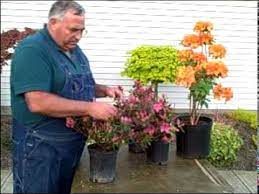 When azaleas grow too big for their surroundings, they may need to be pruned drastically. Pruning Azalea Bushes Youtube