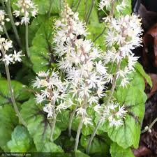 Image result for Tinnea coerulea