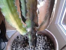 Si à la base de l'épine on distingue une zone légèrement duveteuse appelée aréole, il s'agira d'un cactus. Euphorbe Malade Ou Trop Arrosee