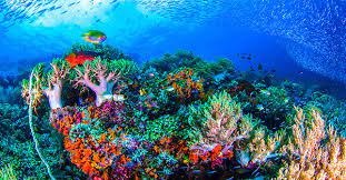 Pantai ocean air alam langit senja pemandangan laut ombak matahari terbenam laut. Pemandangan Dasar Laut Lukisan Cikimm Com