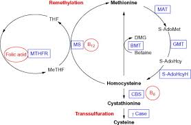 Image result for Homocystinuria