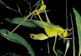 The distribution range of scudderia furcata includes central america and north america. Fact Sheet Fork Tailed Bush Katydid Citrus Pests