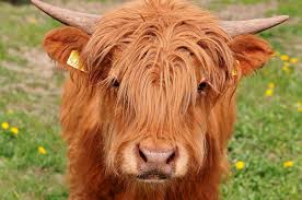 Like puppies, bunnies, babies, and so on. 6 Things You Need To Know About The Highland Cow