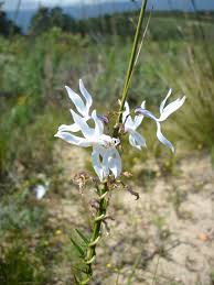 Image result for Cyphia