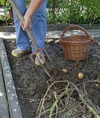 Während einige bereits im juni geerntet werden können (frühkartoffeln), sind andere im august so weit (mittelfrühe). Kartoffeln Ernten Unsere Besten Tipps Mein Schoner Garten