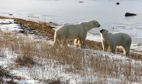 See full list on eden.uktv.co.uk Will Canada S Polar Bears Disappear With Declining Sea Ice Montecristo