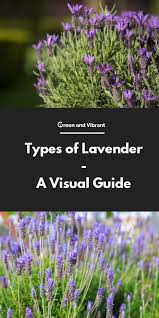 9 Types Of Lavender A Visual Guide Lavender Plant French Lavender Plant English Lavender Plant