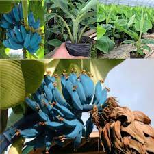Well, this might sound bizarre. Musa Ice Cream Banana Blue Java Selten Kaufen Auf Ricardo