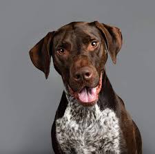 Feel free to browse hundreds of active classified puppy for sale listings, from dog breeders in pa and the surrounding areas. Cooper The German Short Haired Pointer X Project Dogalogue