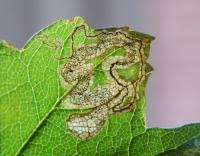 Image result for Stigmella speciosa