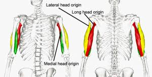 Endocrine glands and their hormones. Triceps Brachii Physiopedia