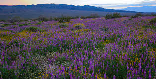 Took these (same flowers) sunday 4/11 in outback area behind jan 29 2021 joshua tree np reports: A Carpet Of Flowers In Joshua Tree National Park Ca Usa Nationalpark