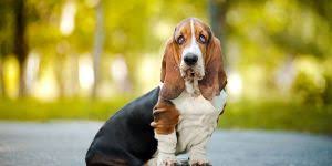 Klicken sie auf die vorschaubilder um mehr zu erfahren. Unsere Hunde Tierheim Castrop Rauxel