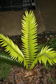 Image result for Encephalartos senticosus