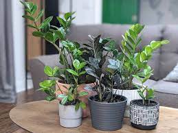 We did not find results for: How To Divide A Zz Plant Helpful Tips For Propagation The Healthy Houseplant