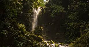 Como con la primera que vi, hay que caminar por la selva hasta llegar a la cascada por un camino precioso rodeado de animales y en este caso, no tan. This Is Why You Should Definitely Visit The Temurun Waterfall Langkawi