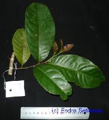 Image result for Homalium