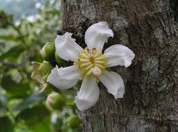 Image result for Bellucia