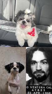 What did you name your shih tzu and why? : r/Shihtzu