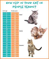 Pin On Cbd For Pets