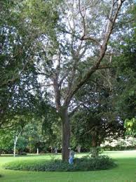 Image result for Dalbergia sissoo