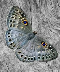 Mi Mariposa Bella Glasswing Butterfly Colorful Moths Butterfly Pictures