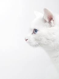 Black And White Cat Pictures To Color Pin By Martina On Animals White Cats Animal Photography White Cat