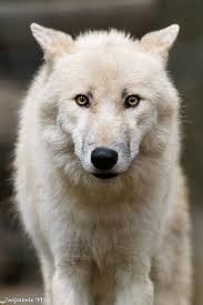 Polar Wolf Canis Lupus Arctos Arctic Wolf You Can Visit Me On Fb Https Www Facebook Com Mladenjanjetovicphotography Wolf Arctic Wolf Polar Wolf Wolf