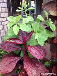 Image result for Synadenium cupulare