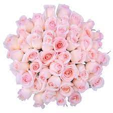 Costco will temporarily implement special operating hours for members who are 60 and older or who have a physical disability. Roses 48 Stems Costco