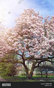 Magnolia grandiflora, commonly known as the southern magnolia or bull bay, is a tree of the family magnoliaceae native to the southeastern united states, from virginia to central florida, and west to east texas. Light Pink Magnolia Image Photo Free Trial Bigstock