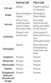 Plant cells have fixed shape. Deffernce Between Plant Cell And Animal Cell Brainly In