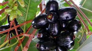 It is also used by mouth for gas ( flatulence ), swelling. Manfaat Si Hitam Buah Jamblang Atau Duwet Untuk Kesehatan Tribun Jogja