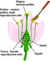 Female parts of a plant. Mendel S Plants Ask A Biologist
