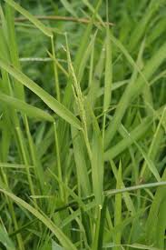 Image result for Leersia