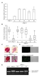 We did not find results for: Frontiers A Functional Kinase Is Necessary For Cyclin Dependent Kinase G1 Cdkg1 To Maintain Fertility At High Ambient Temperature In Arabidopsis Plant Science