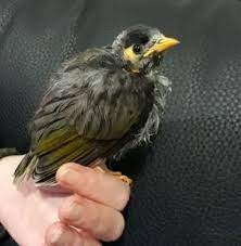 Rescue And Feeding Of Noisy Miner And Indian Mynah Birds Birds In Backyards