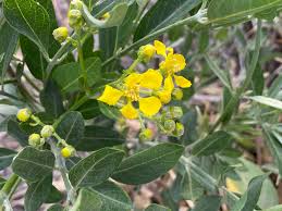 Image result for Mascarenhasia