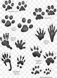 They are also very elegant especially when placed on particular position of some people were print paw tattoos to symbolize their children. Animal Paw Prints Illustration Animal Track Squirrel Tracking Footprint Hunting Guinea Pig Animals Paw Monochrome Png Pngwing