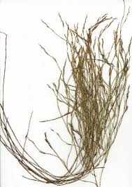 Image result for Platycaulos