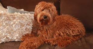 You can also view our standard labradoodle puppies for sale as well. Australian Labradoodle Breeder Pa Spring Valley Labradoodles
