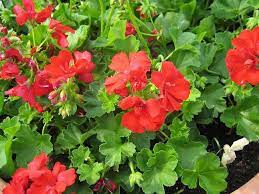 Geranium Winter Care How To Save Geraniums Over The Winter Geranium Plant Growing Geraniums Overwintering Geraniums