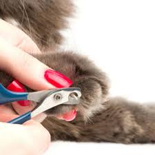 how to trim a cat s nails lovetoknow