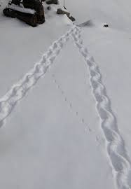 Maybe you would like to learn more about one of these? This Is What Porcupine Tracks Look Like R Mildlyinteresting Mildly Interesting Know Your Meme