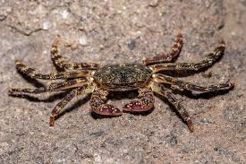 Image result for Streptocarpus leptopus